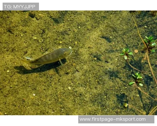 山形山神与内心的对话探索自我与自然的和谐之路